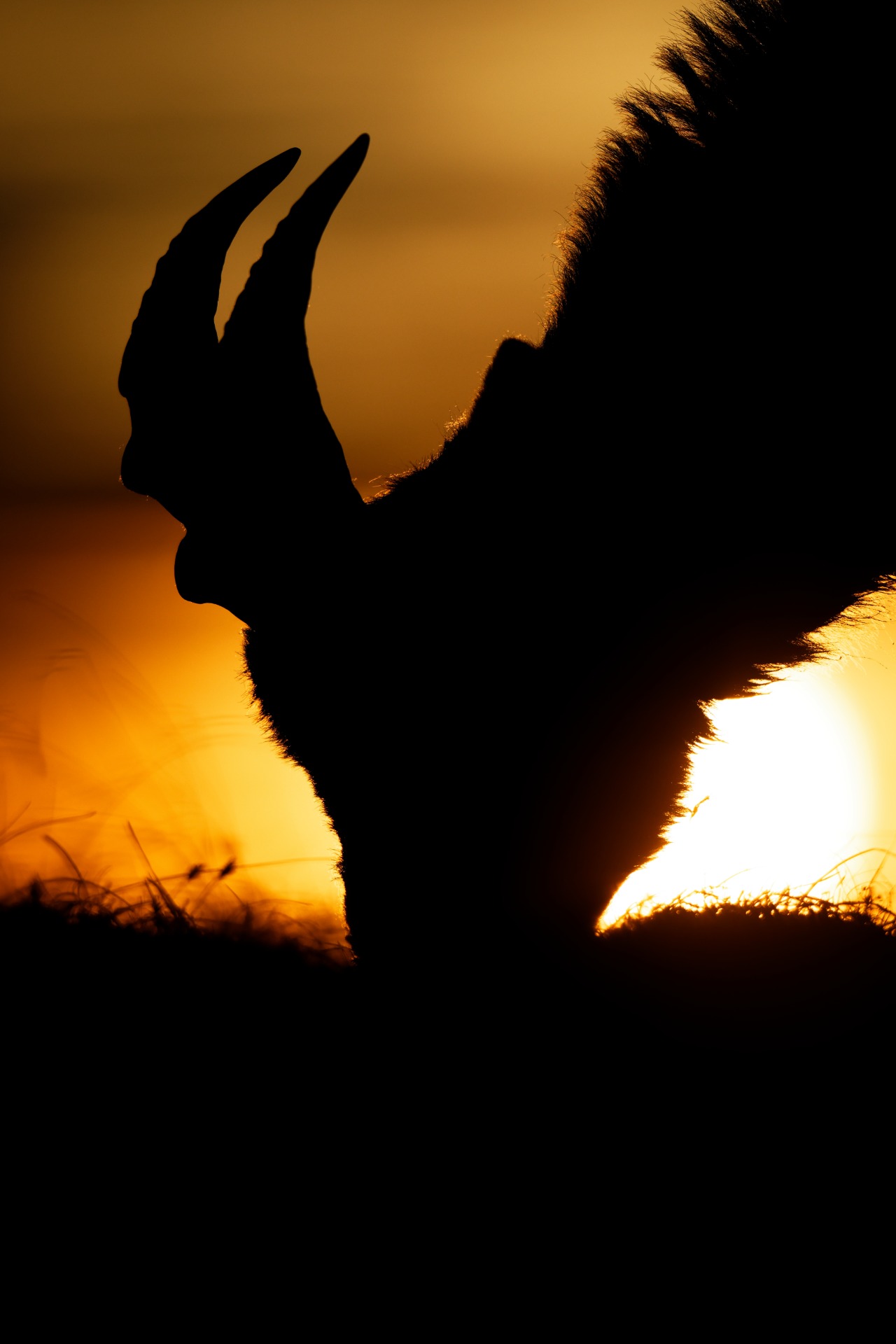 Dans les dernières lueurs du jour, les bouquetins passent à table sur les Hauts Plateaux du Vercors