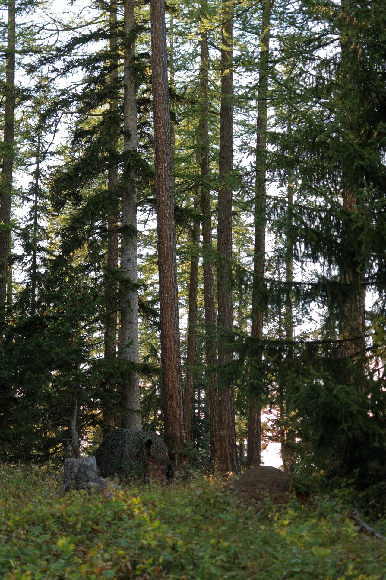 L'affût est installé sur la place de brame, l'attente peut commencer ! 