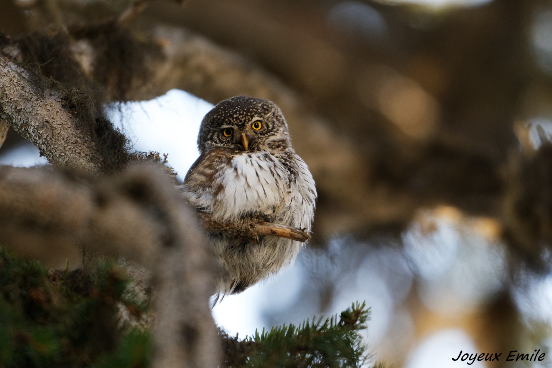 Fée chevêchette, elle aussi, à l'affût du moindre mouvement ! 