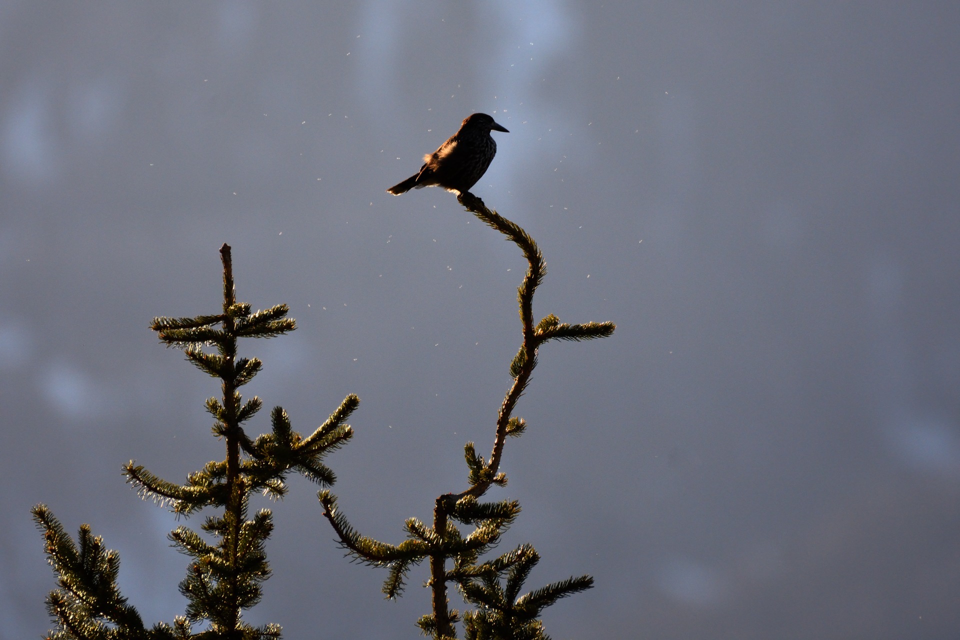 Un cri puissant résonne dans le vallon. Le cassenoix moucheté annonce notre arrivée...