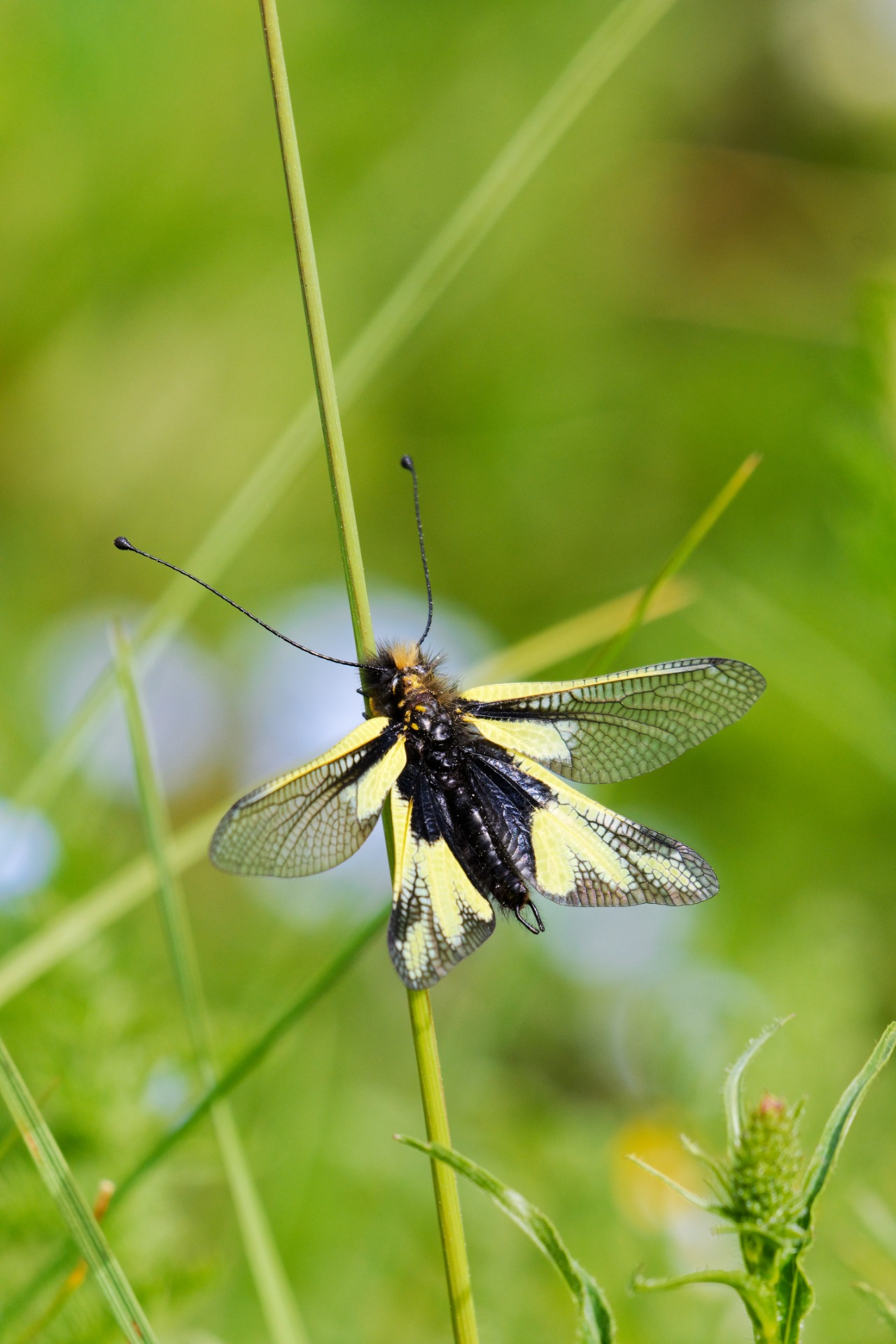 L'ascalaphe soufré, mi- papillon, mi- libellule, croise mon chemin.